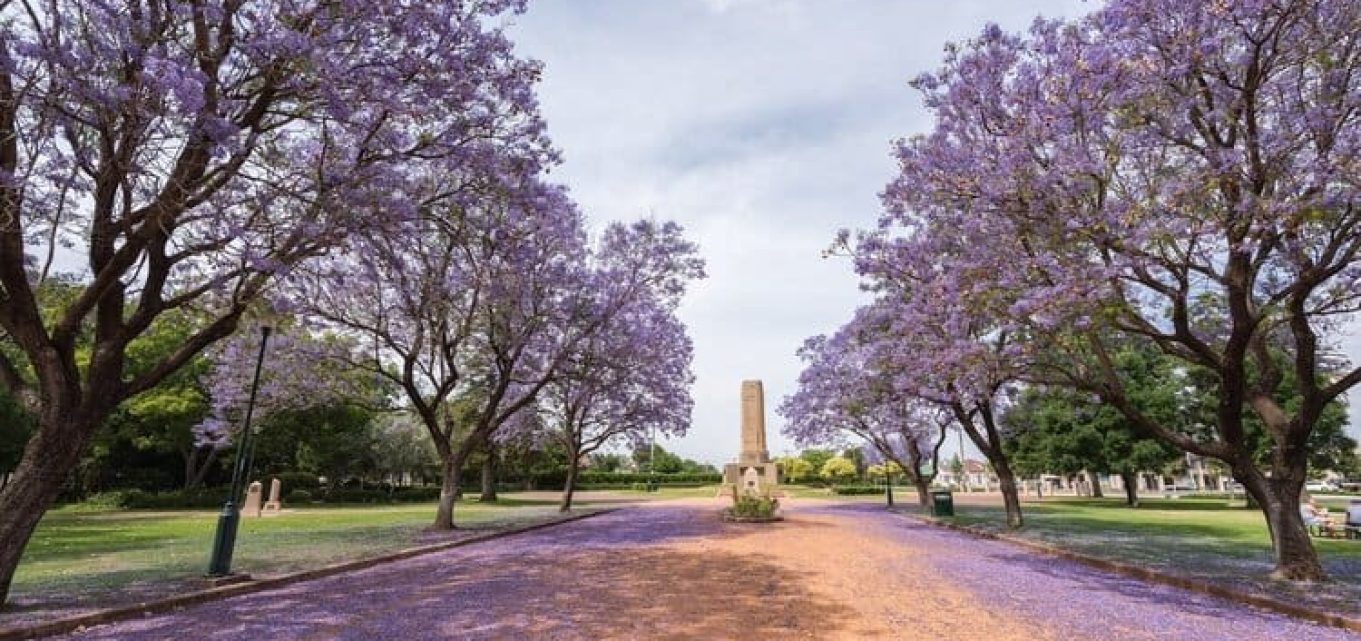 Beautiful purple trees with their blossom falling in a park in Dubbo